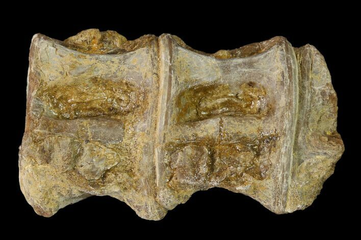 Fossil Fish (Ichthyodectes) Dorsal Vertebrae - Kansas #136476